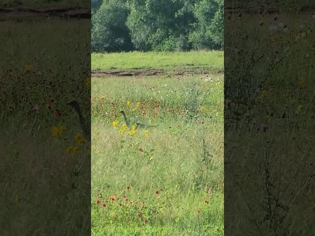 Look at what we caught walking across the field. Did you know wild turkeys can fly… fast? #offgrid