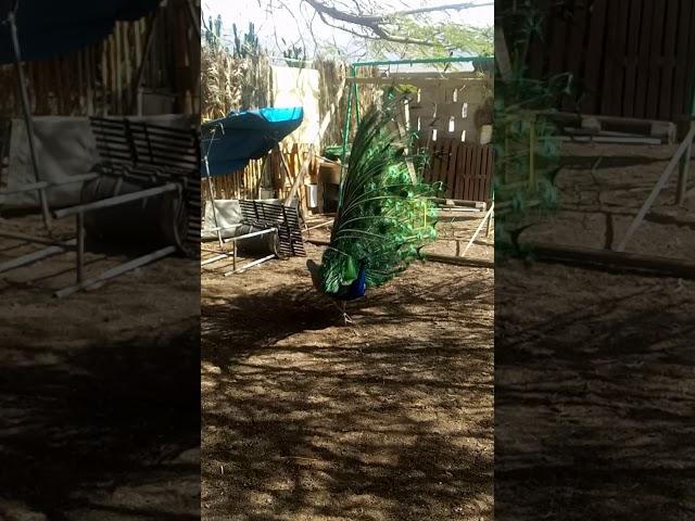 Pfau auf Gran Canaria