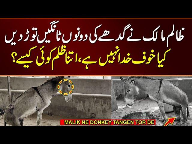 Donkey's Legs Broken by Heartless Owner in Hyderabad | ghade ki dono tangen toor den