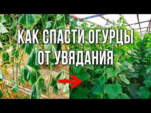 Корневая гниль и увядают листья огурцов? Как лечить болезни огурцов. Фузариоз огурцов.