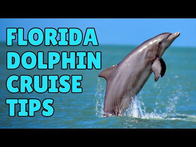 Florida Dolphin Watching Cruises: Five tips to have the BEST experience on-board.