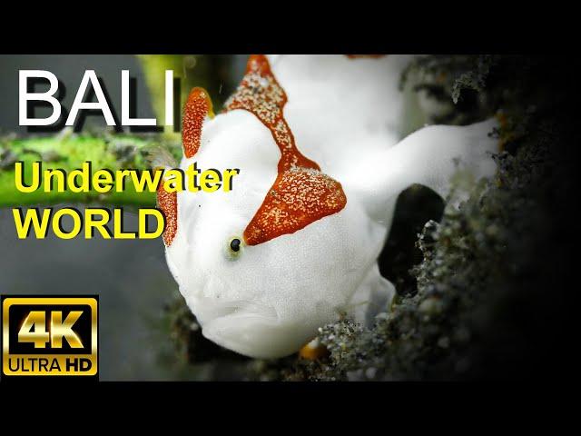 BALI / DIVING TULAMBEN / Amazing Underwater Macro World / 4K