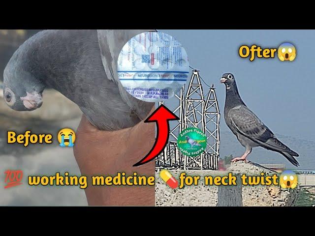 How to cure pigeon neck twist diseases for only in one week  % worked#andhrapigeon