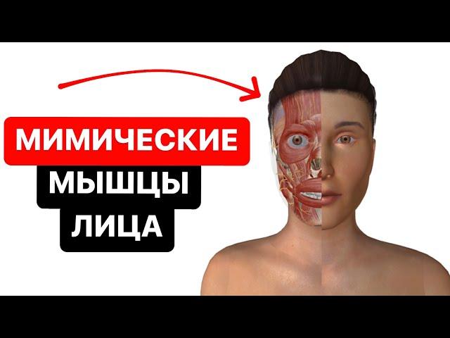 Мышцы головы: мимические мышцы лица в 3D. Как образуются морщины на лице?