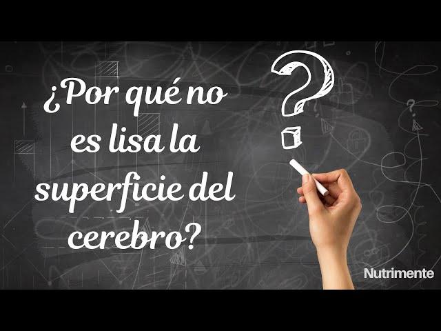 ¿Por qué NO es lisa la superficie del CEREBRO?