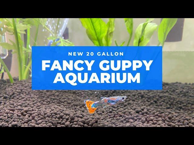 FANCY GUPPY AQUARIUM - New 20 Gallon Tank