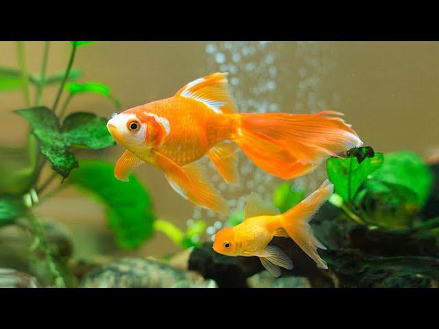 10 types of aquarium freshwater ornamental fish to beautify the room