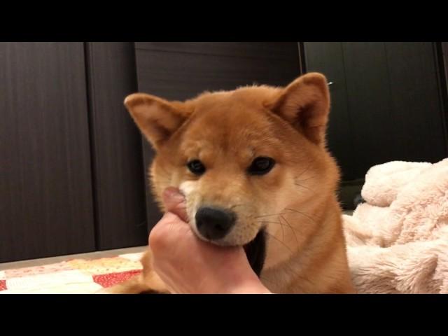 あれ？今なにか聞こえた？の顔    柴犬ゆき Shiba inu, Yuki