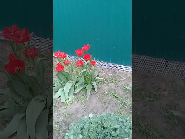 Весенний Урюпинск: тюльпаны и вишня цветут у дома.Улица Партизанская.