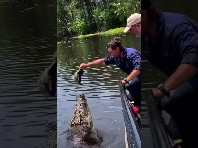 #crocodile #animals #short #lookandme