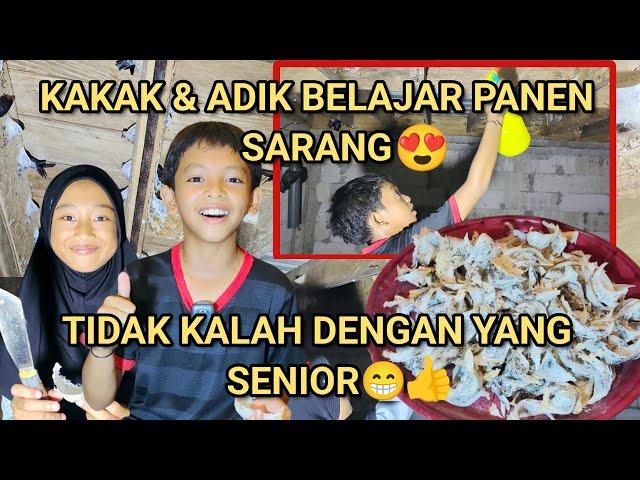 KAKAK & ADIK BELAJAR PANEN SARANG WALET