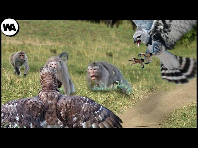 This Is How Two Harpy Eagles Nearly Destroyed an Entire Monkey Island