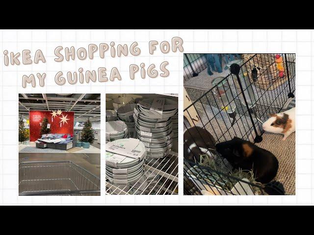 IKEA Shopping for my Guinea Pigs ft. TOFTBO Bath Mat & TIPHEDE Rug