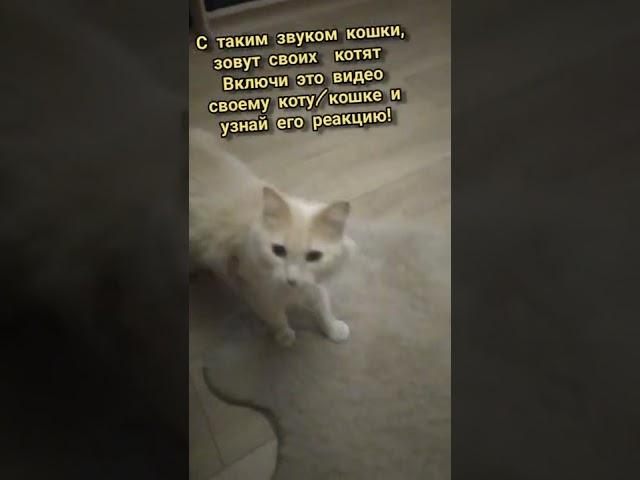 Как кошка зовёт своих котят?