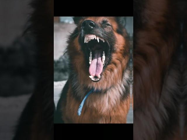 #attitude status #trends reels#german shepherd status#dogs lover#dogs#danger#whatsapp status#shorts