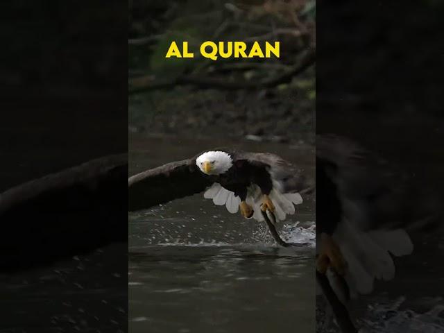 Subhan Allah | The Dhikr That Strengthens Your Faith  #birds #quran #duaforprotection