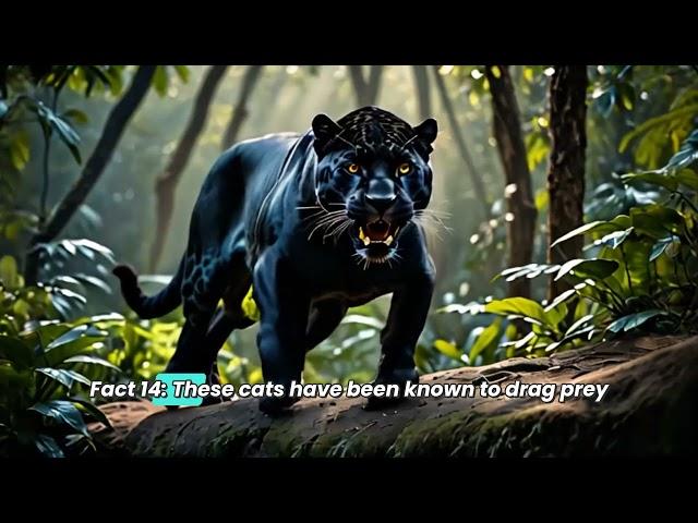 30 Facts : Secrets of the Black Jaguar