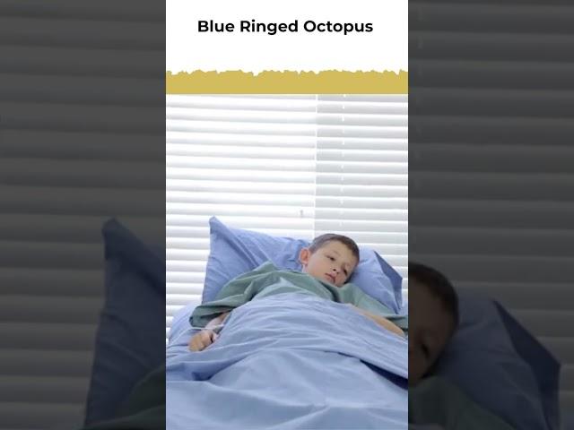 Blue-Ringed Octopus