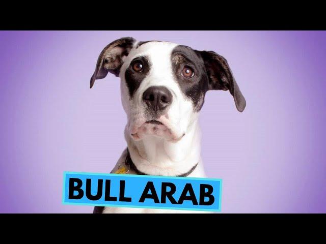 Bull Arab - TOP 10 Interesting Facts