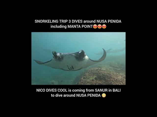 Diving around Bali with Nico Dives Cool Bali  #DivingBali #UnderwaterAdventure #ScubaDivingbali