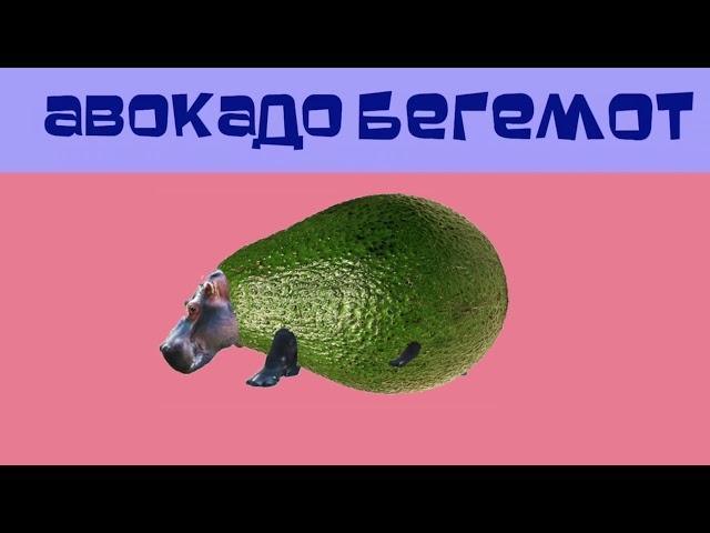 АВОКАДО БЕГЕМОТ / AVACADO HIPPO