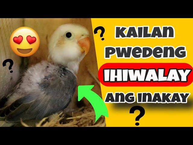 When Can You Separate Lovebird Chicks - Kailan Pwedeng Ihiwalay Ang Inakay ng Iyong Love Bird