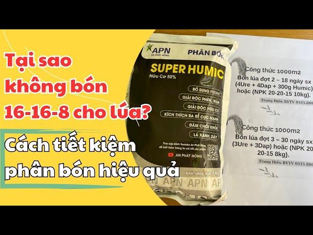 Quy trình bón phân cho lúa theo giai đoạn Trung Hiếu BVTV, khi giá phân đạm cao