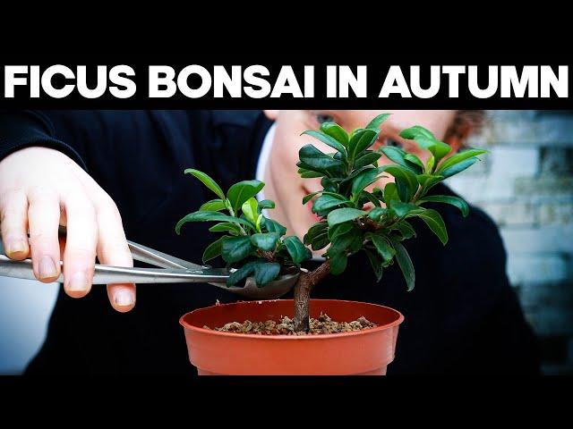 Ficus Bonsai Care - Pruning In Autumn 