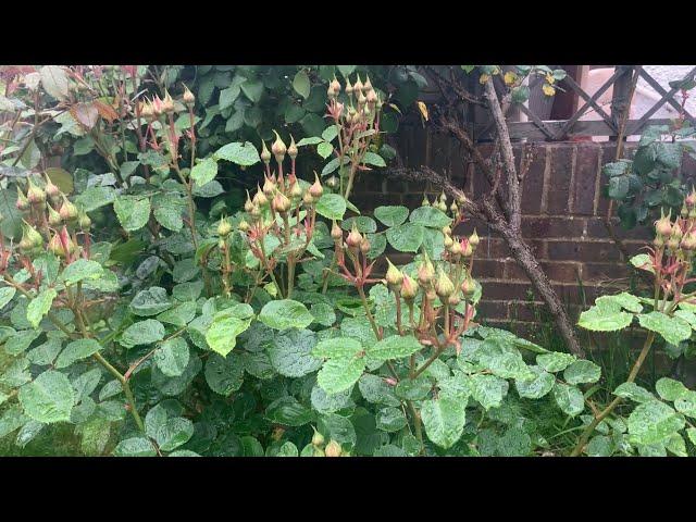 My Mums Rose Garden in May | Emily Bronte Rose | David Austin Roses | Kordes Roses