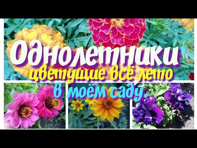 Однолетники цветущие все лето,в моем саду.Летники.Петунии.Бархатцы.Цинии.