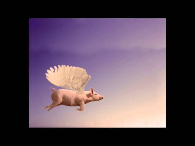 FLYING PIG!!! Must see!