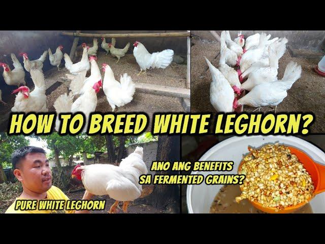 White Leghorn Breeding | Why feed fermented grains to chicken?