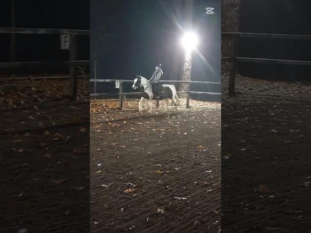 #equestrian #showpony #pony #horse