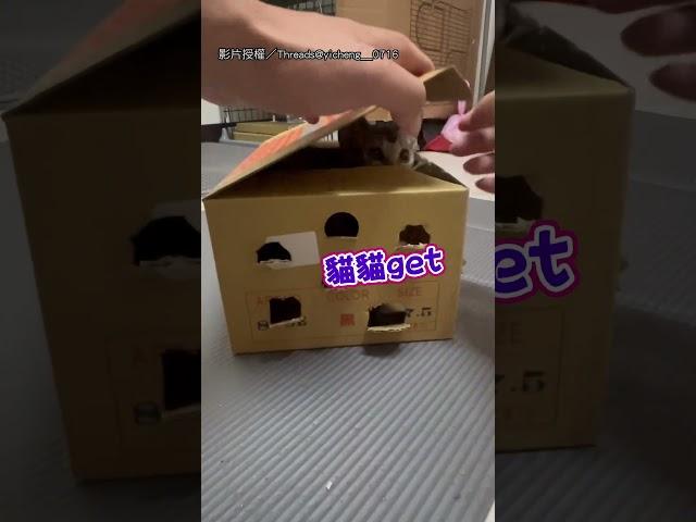 【貓貓誘捕器】低成本玩具get！ 鞋盒一開 貓貓自來｜貓咪｜鞋盒｜打地鼠｜互動｜可愛