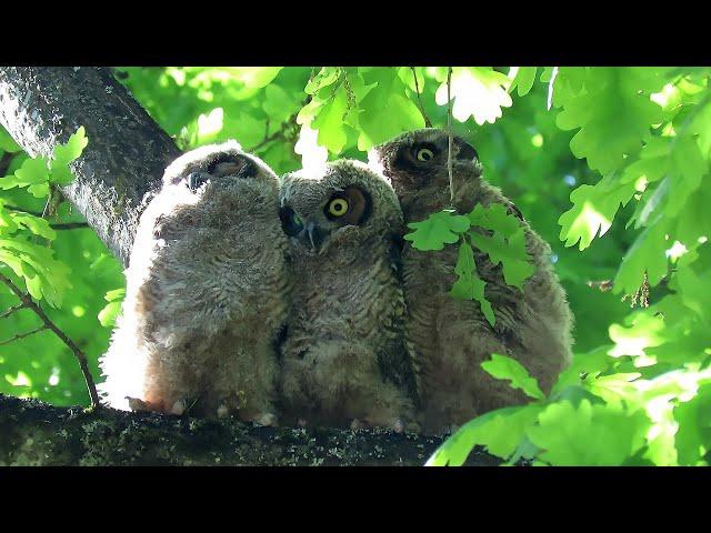 Great Horned Owl Chicks