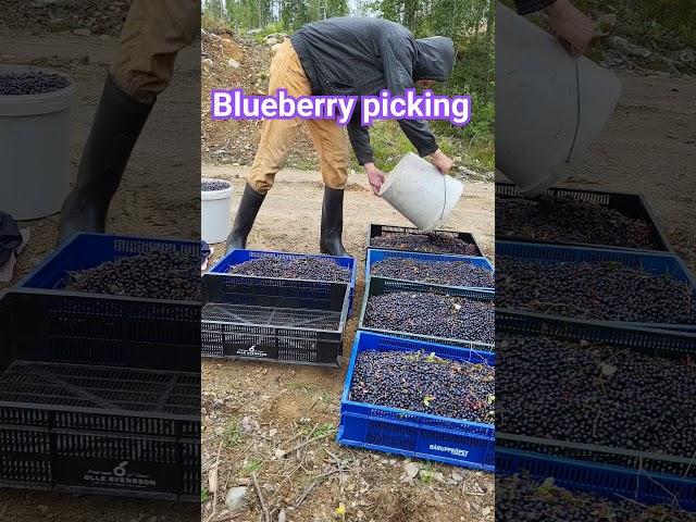 Harvesting blueberries in Sweden #harvesting #berry #blueberries