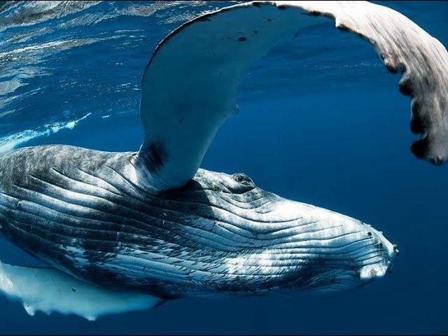 The Spirit Of Gold Coast Gets "Mugged" By A Humpback Whale - Amazing Underwater Footage