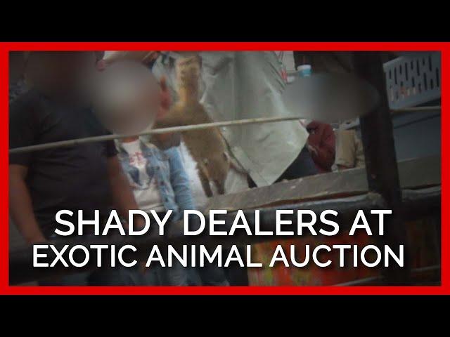 BREAKING: PETA Exposes an Exotic Animal Auction #shorts