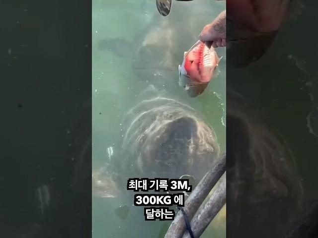 엄청큰 물고기