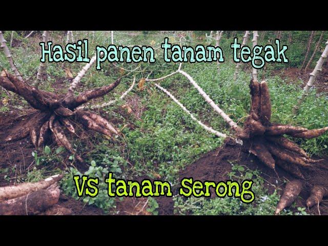 Perbandingan Hasil Panen Singkong Yang Ditanam Tegak VS Ditanam Serong