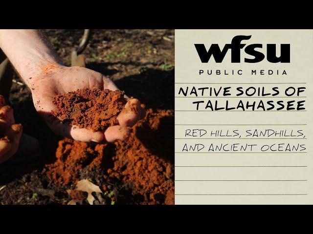 Native Soils of Tallahassee: Red Hills, Sandhills, and Ancient Oceans