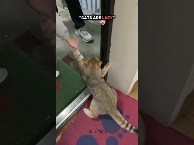 Lazy Cat 