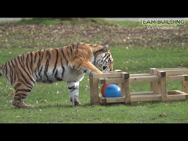 Tiger enrichment - Ball in a frame