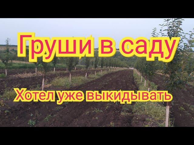 Медяница на груше. Груша не растет. Как спасти.