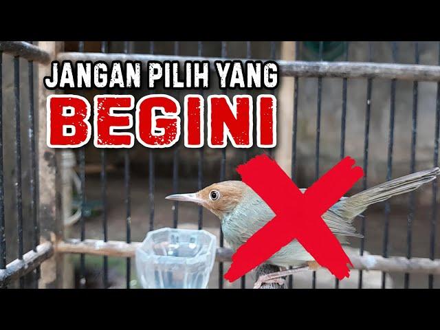 PEMULA WAJIB PAHAM ‼️ CIRI CIRI BURUNG PRENJAK YANG KURANG PROSPEK