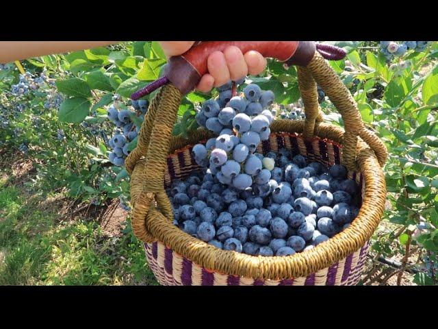 Vlog 343| Hái Việt Quất Ăn Tại Vườn Ở Mỹ. Blueberry Picking.