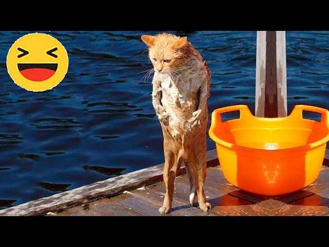 Funniest Cats  - Don't try to hold back Laughter  - Funny Cats Videos #5