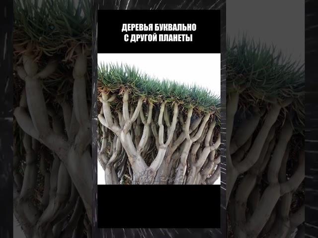‼️Красивейшее дерево в мире #дерево #мир #планета #красота #reels #shorts #истории #факты #история