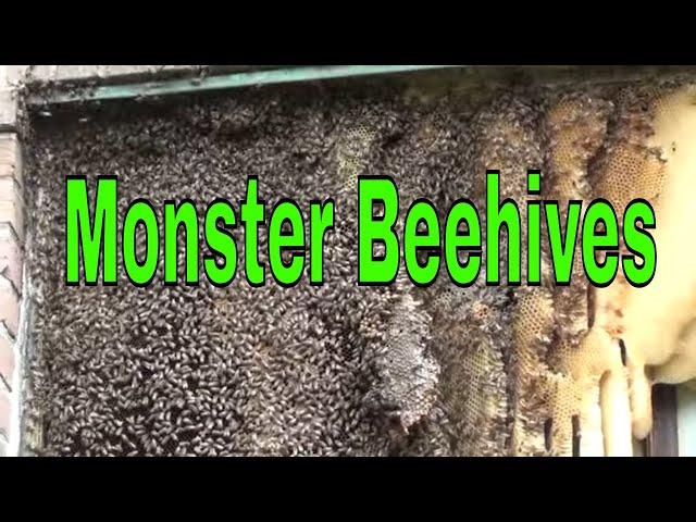 Top Five Most Massive Bee Hives