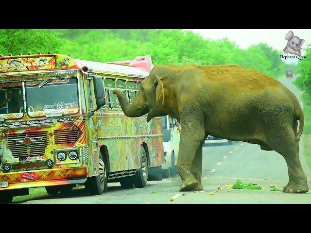 One of the world's most popular elephants has come to the streets and his name is Raja.
